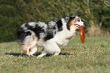 FRISBEE